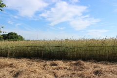 bamboo fence1