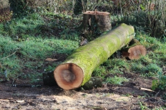 cut ash trunk