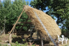 thatched shed1