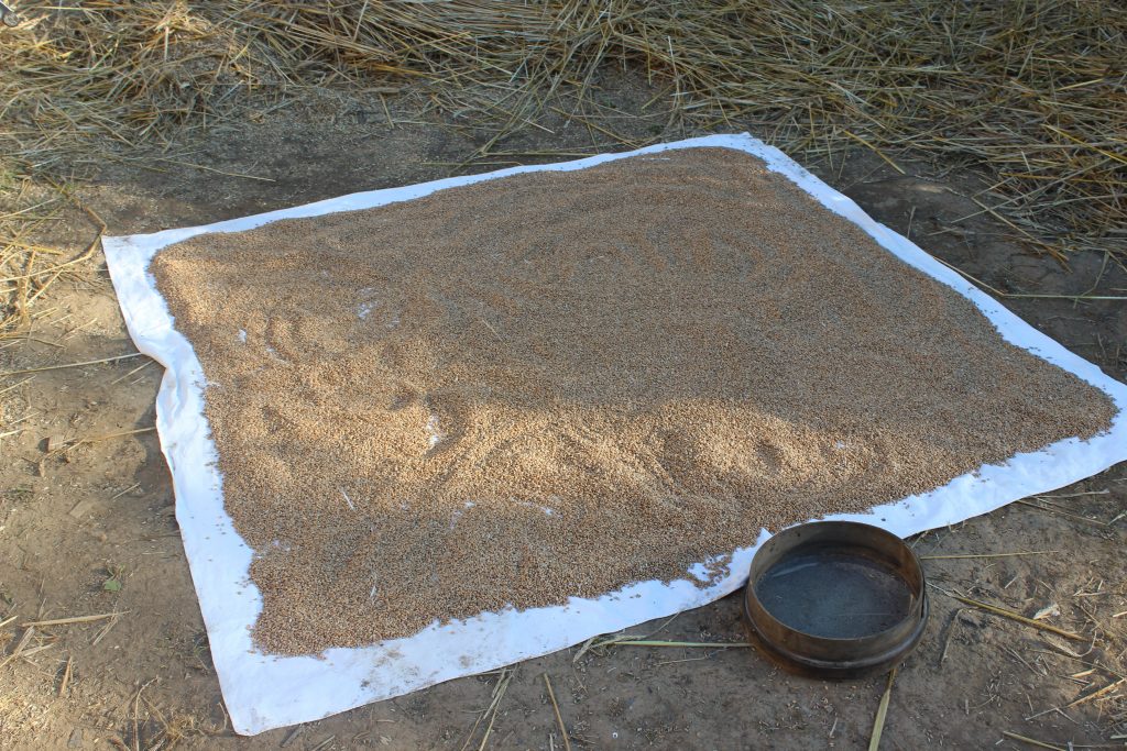 After threshing, wheat grains are spread out on a sheet to dry in the sun, before being bagged away.