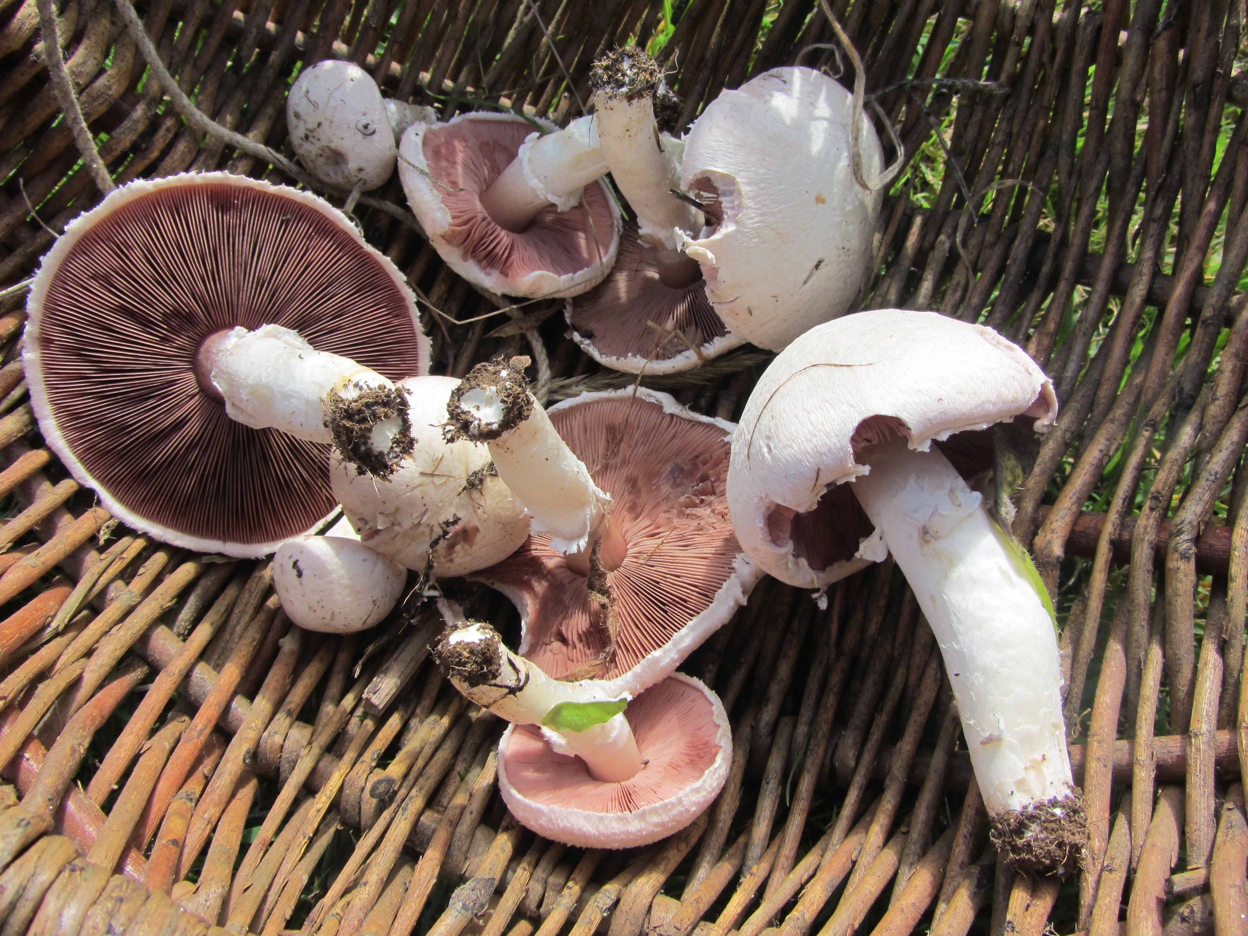 mushrooms_ls