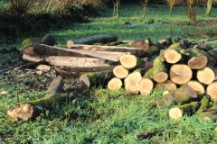 ash wood_2