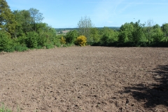 buckwheat field_prepared