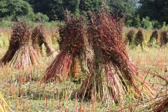 buckwheat sheaves3