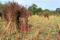 buckwheat_stooks2