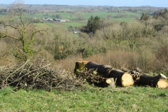 chestnut wood2