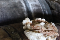 cider barrels frothing