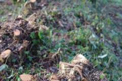 coppiced hazel bank