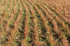 cut buckwheet stalks