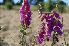 foxgloves2
