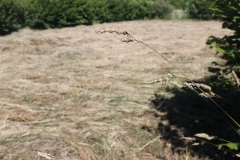 grass_cut field