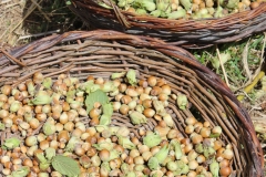 hazelnuts drying