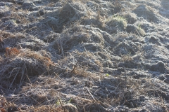 hoed field_frost