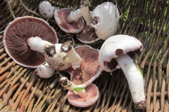 mushrooms_ls