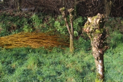 pollard willows_cut willow