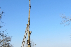 pollarded oak