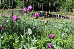 poppies_vege garden