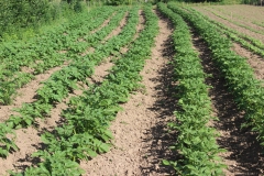 potato rows