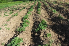potatoes_coming up2