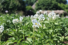 potatoes_flowers
