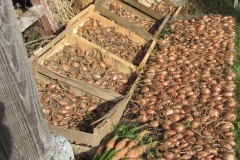 shallots_drying