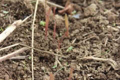 sprouting rye