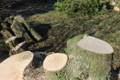 stumps_wood