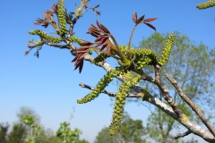walnut catkins