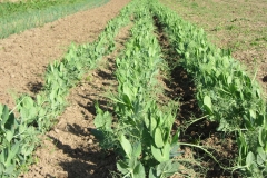 yellow split peas growing