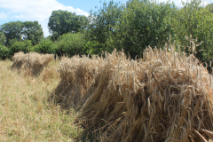 rye-harvest1