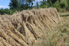 rye-harvest2