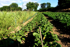 veg-rows_landscape
