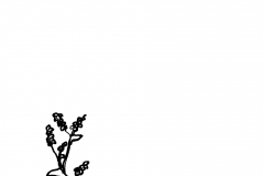 1-10_le-livre-du-ble-noir4