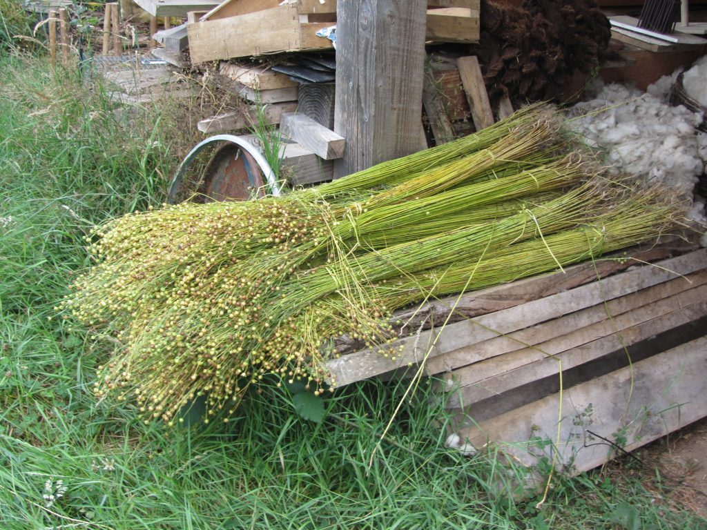 Growing and Harvesting Linen (Flax) Hoe Farming