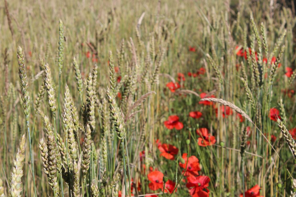 A more tradtitional variety of wheat, maris wigeon, grows alongside poppies.