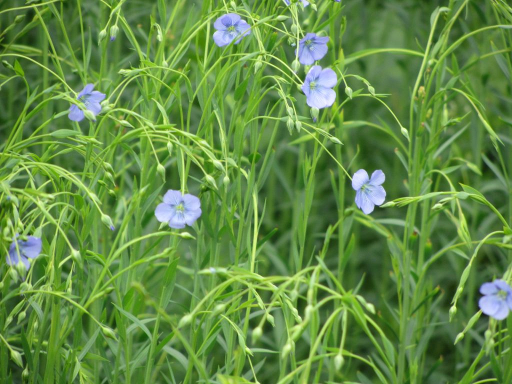 Growing and Harvesting Linen (Flax) Hoe Farming