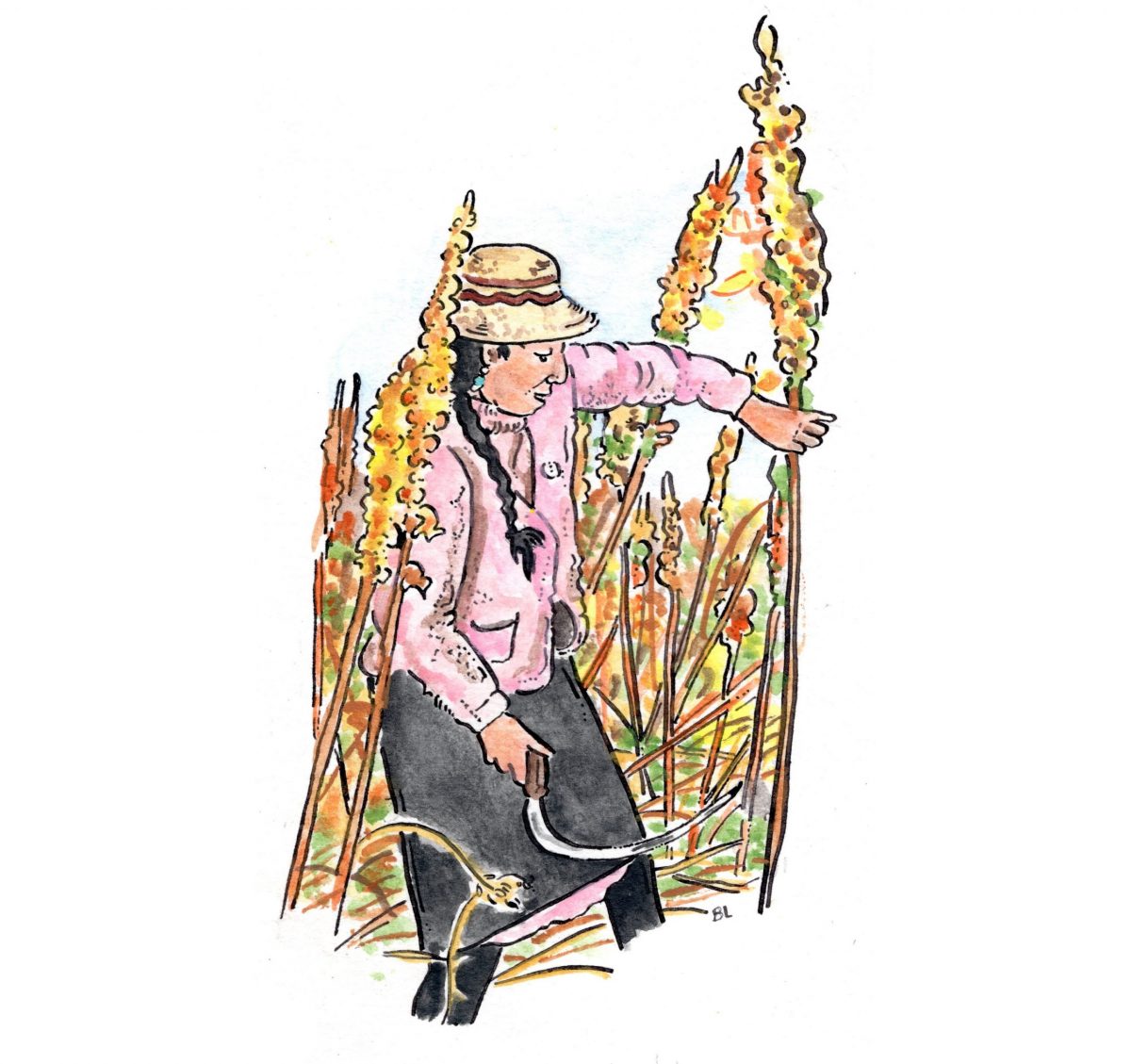 harvesting quinoa
