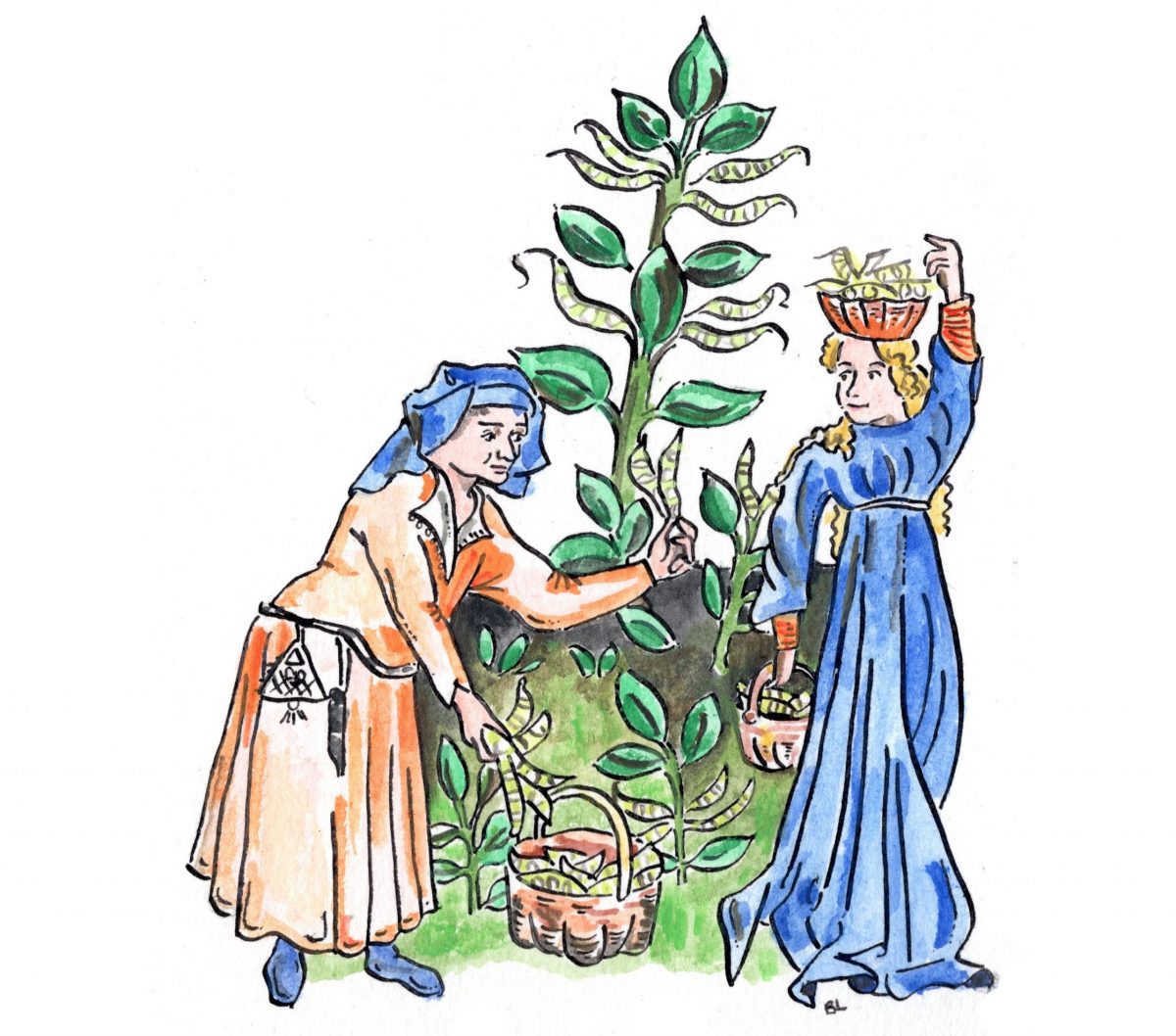 picking broad bean