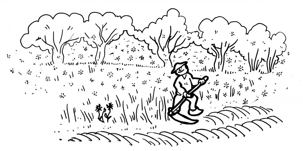 tim_scything and pussy willow seed