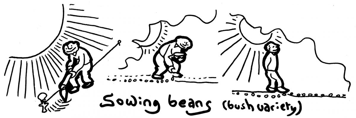 tim_sowing beans
