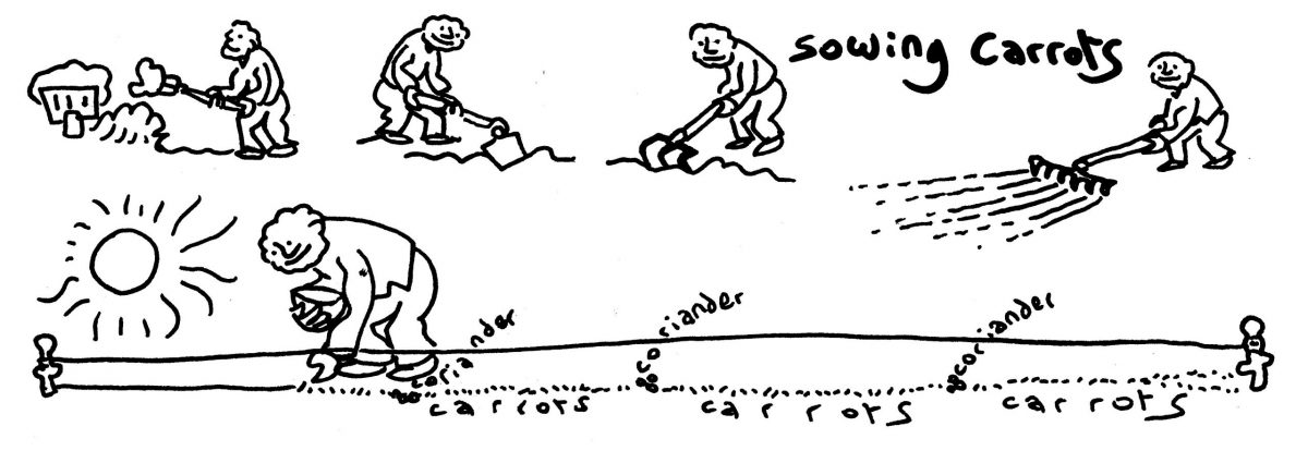 tim_sowing carrots
