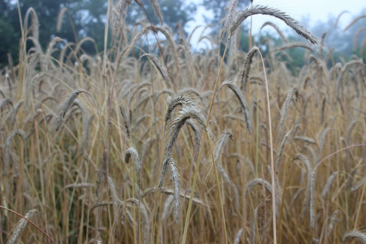 rye