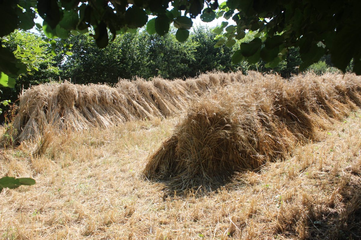 rye_wheat bundles_best