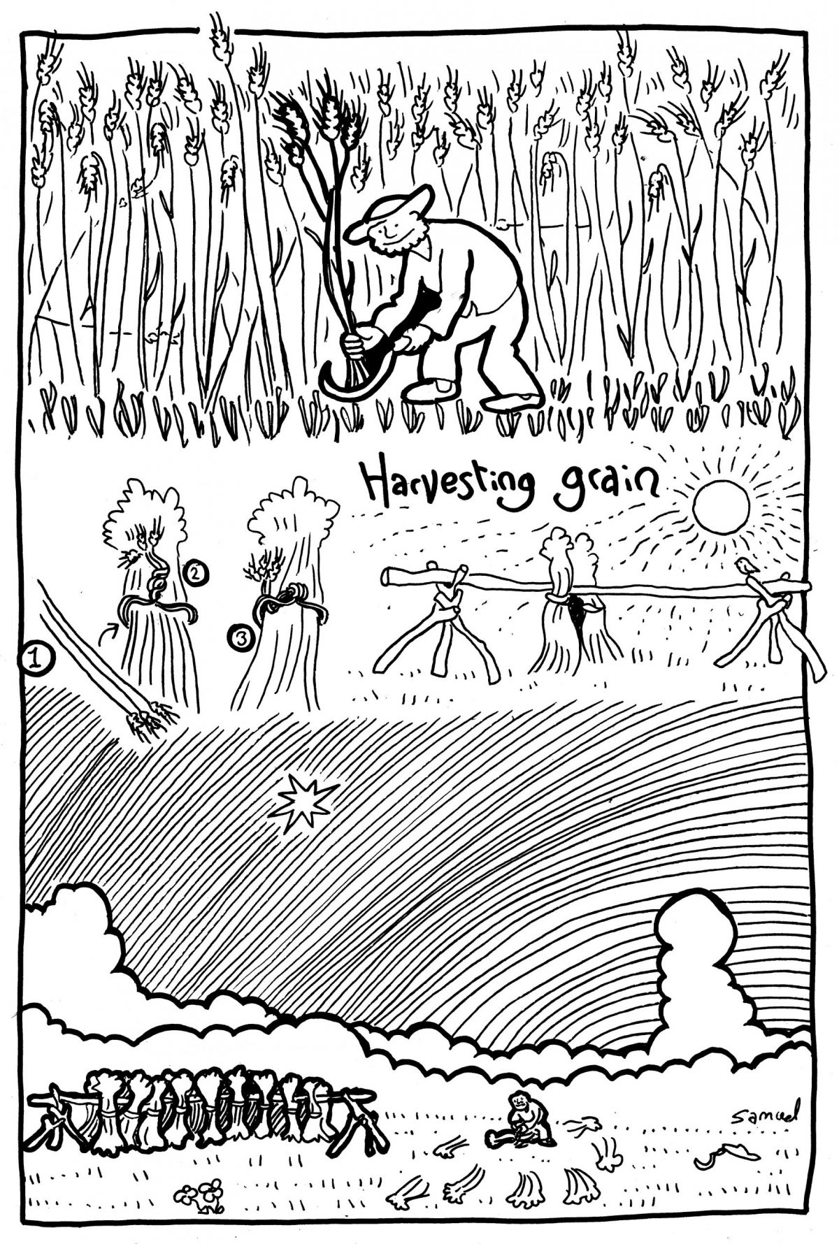tim_harvesting grain