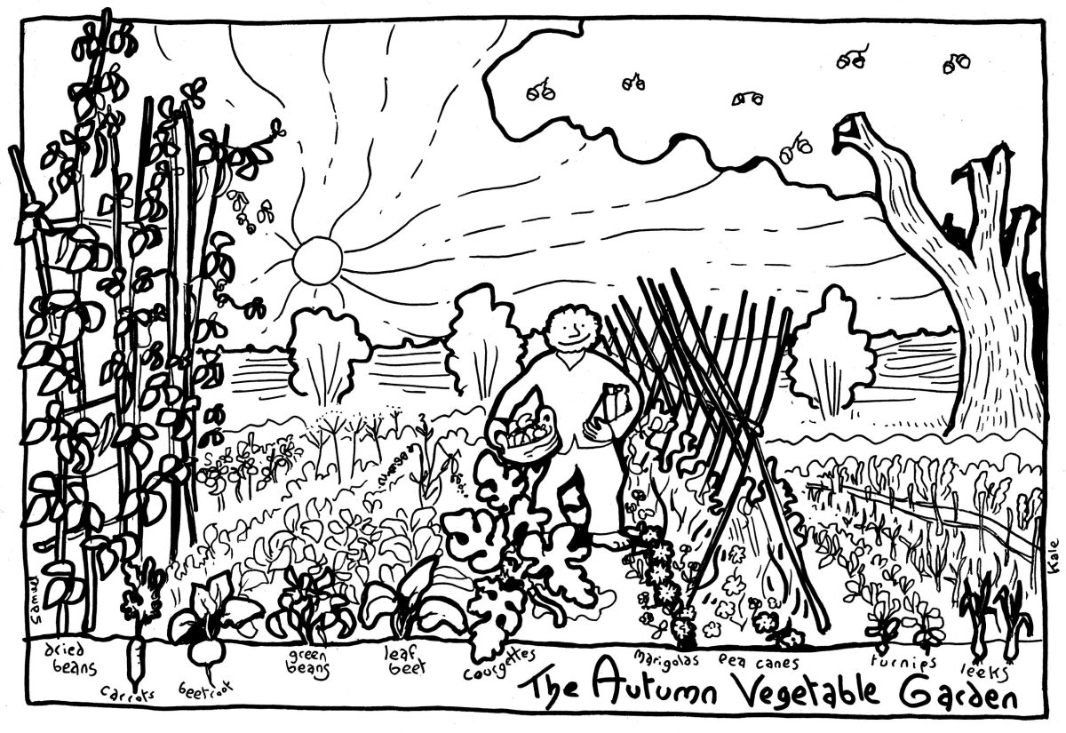 tim_autumn vege garden